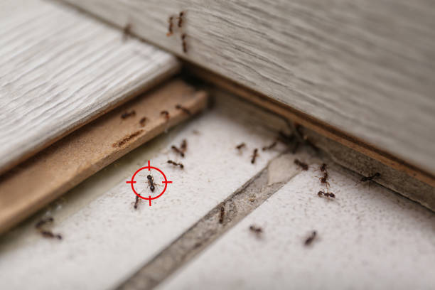 Best Emergency Pest Control  in Kingstowne, VA