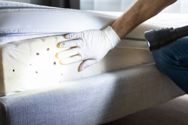 Best Pest Removal Services  in Kingstowne, VA