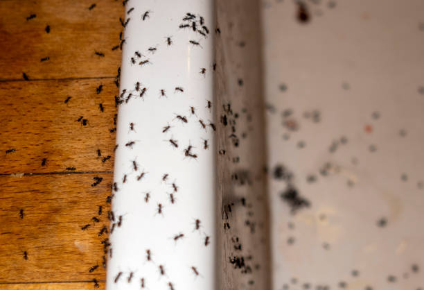Professional Pest Control in Kingstowne, VA