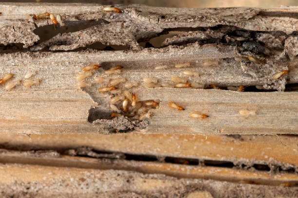 Pest Control Cost in Kingstowne, VA