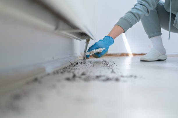 Best Rodent Control Near Me  in Kingstowne, VA